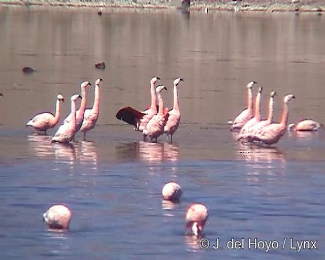 Чилийский фламинго - ML201287361