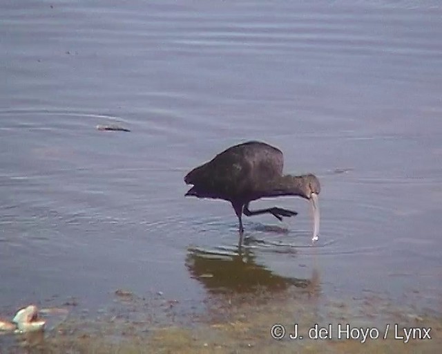 ibis andský - ML201287421