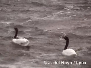 Black-necked Swan - ML201287691