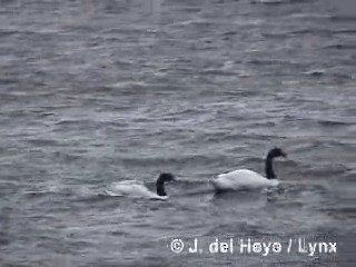 Black-necked Swan - ML201287701