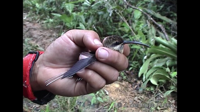 Long-tailed Hermit - ML201288141
