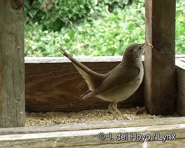 Common Nightingale (megarhynchos/africana) - ML201288361