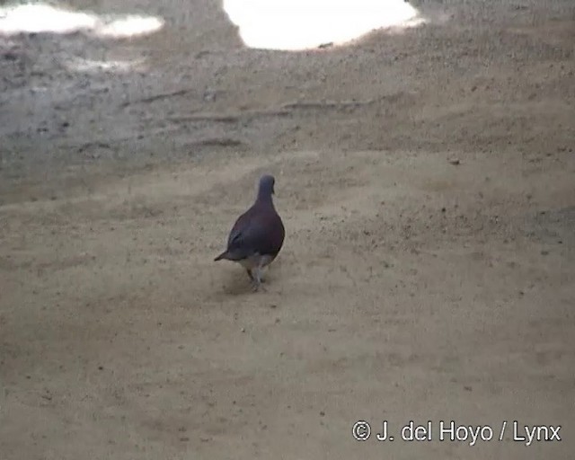 Malagasy Turtle-Dove - ML201288721
