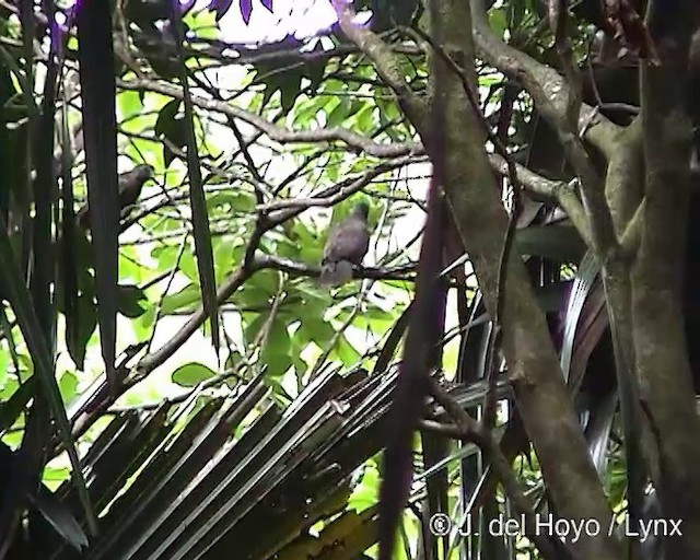 Seychelles Parrot - ML201288741