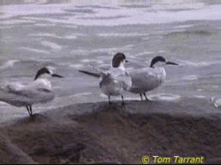 Common Tern (longipennis) - ML201288831