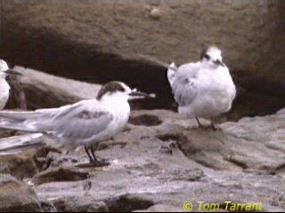 Common Tern (longipennis) - ML201288841