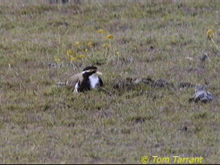 Banded Lapwing - ML201288891