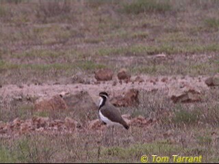 Banded Lapwing - ML201288901
