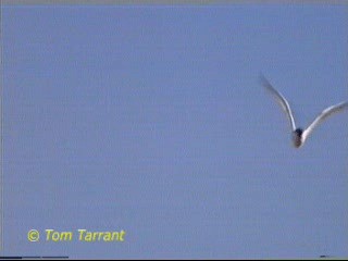 Australian Tern - ML201288971