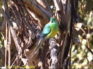 Red-rumped Parrot - ML201289221