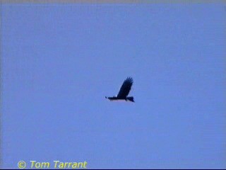 Wedge-tailed Eagle - ML201289271