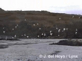 South American Tern - ML201290241