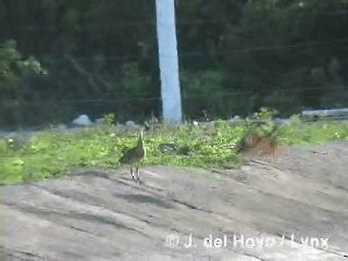 West Indian Whistling-Duck - ML201290761