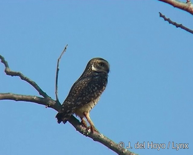 Burrowing Owl (Southern) - ML201290871