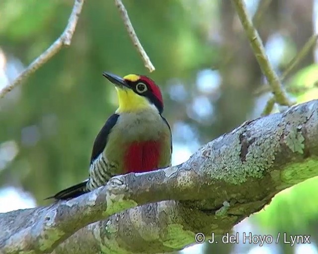 Yellow-fronted Woodpecker - ML201290881