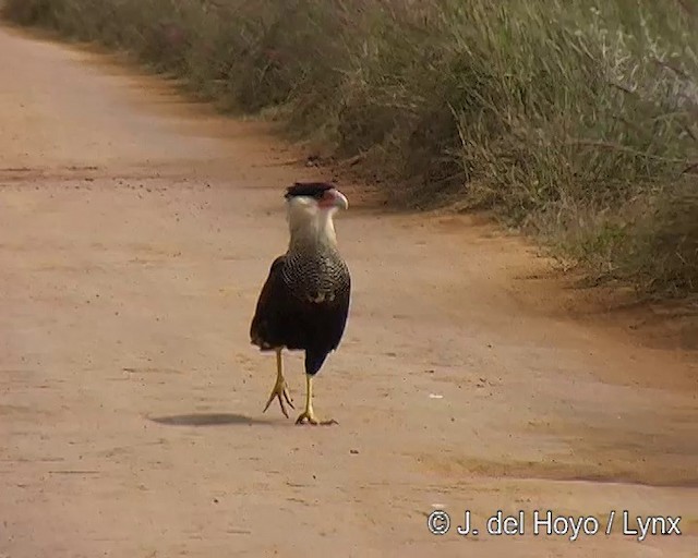 Crested Caracara (Southern) - ML201291161