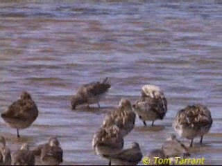 Asian Dowitcher - ML201291441