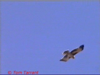 Австралийский орёл-карлик - ML201291531
