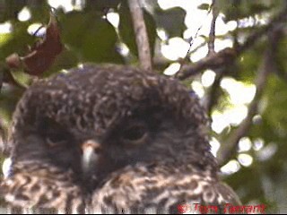 Powerful Owl - ML201291621