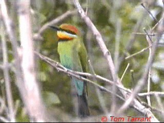 Rainbow Bee-eater - ML201291721
