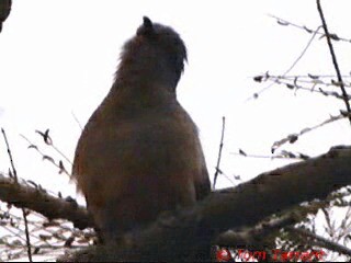 Brush Cuckoo (Australasian) - ML201291881
