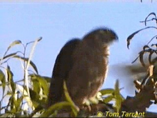 Collared Sparrowhawk - ML201291891