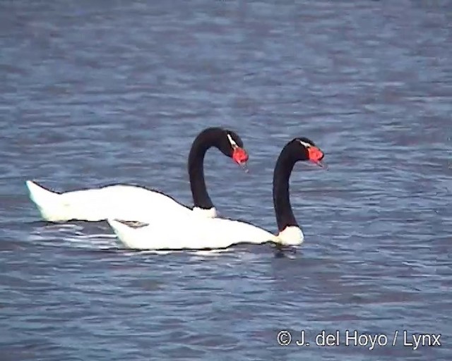 Black-necked Swan - ML201292091