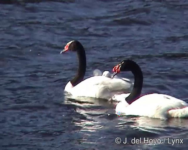Black-necked Swan - ML201292101