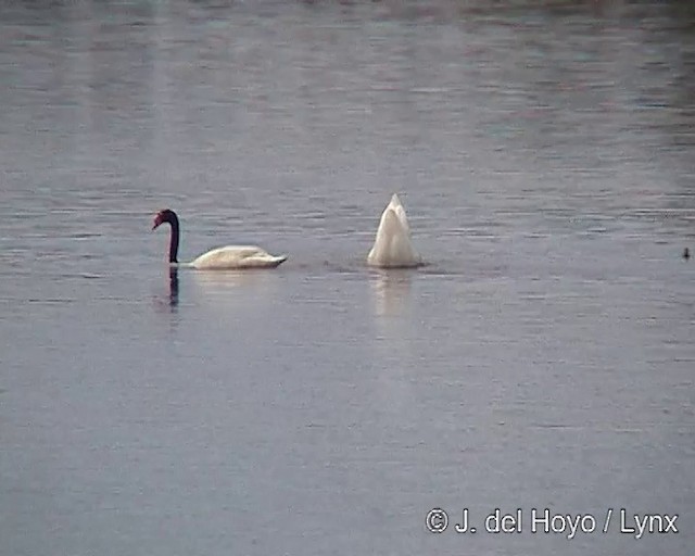 Black-necked Swan - ML201292181