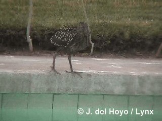 Black-crowned Night Heron (Dusky) - ML201293191