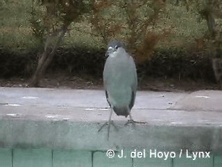 Black-crowned Night Heron (Dusky) - ML201293201