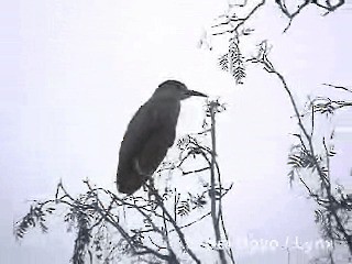 Black-crowned Night Heron (Dusky) - ML201293211