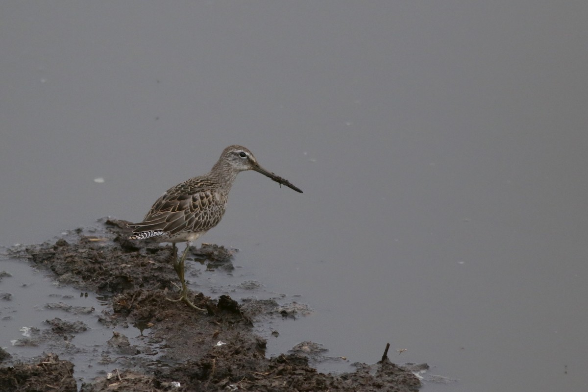 Long-billed Dowitcher - ML20129331