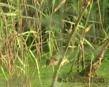 Oriental Reed Warbler - ML201293321