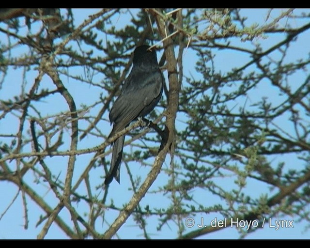 Fork-tailed Drongo - ML201293751