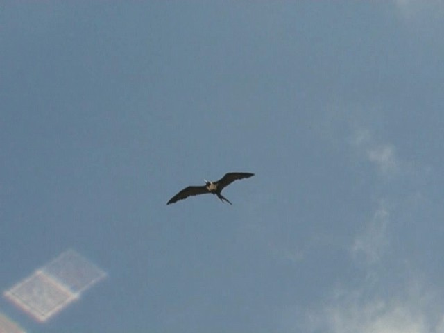 Lesser Frigatebird (Lesser) - ML201294041