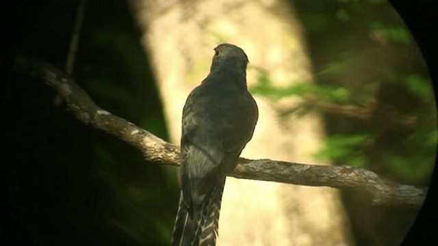 Fan-tailed Cuckoo - ML201294071