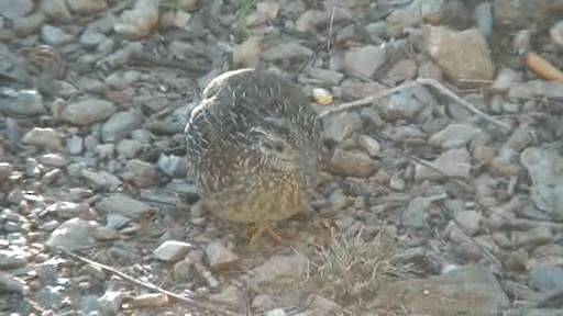 Painted Buttonquail - ML201294121
