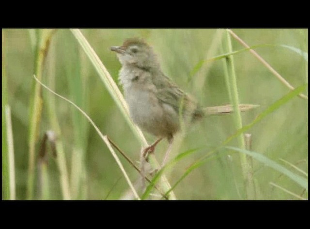 Tawny Grassbird - ML201294181