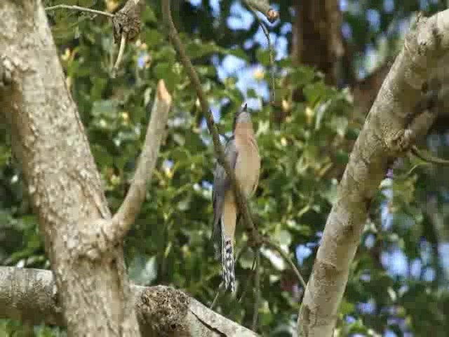 Fan-tailed Cuckoo - ML201294281