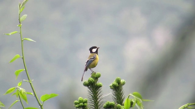 Green-backed Tit - ML201294301