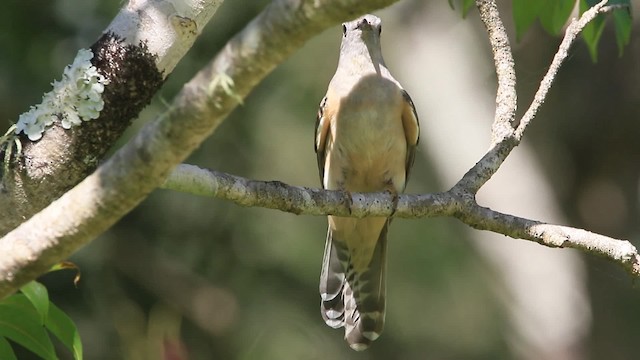 Brush Cuckoo (Australasian) - ML201294431