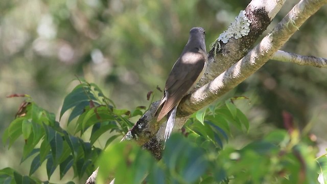 Brush Cuckoo (Australasian) - ML201294441