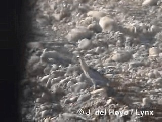 Black-crowned Night Heron (Dusky) - ML201295171