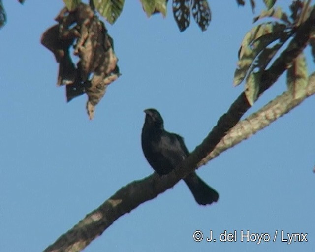 Chopi Blackbird - ML201295881