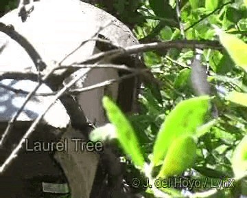Eurasian Tree Sparrow - ML201296021