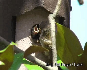 Eurasian Tree Sparrow - ML201296031