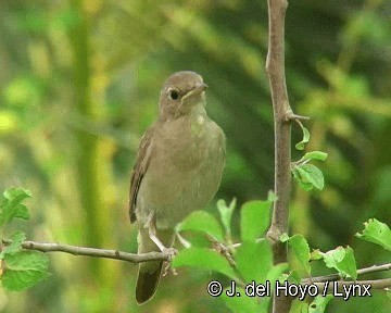Common Nightingale (megarhynchos/africana) - ML201296101