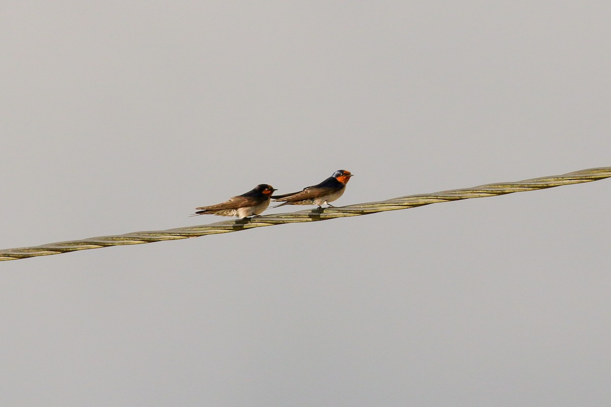 Welcome Swallow - ML20129641