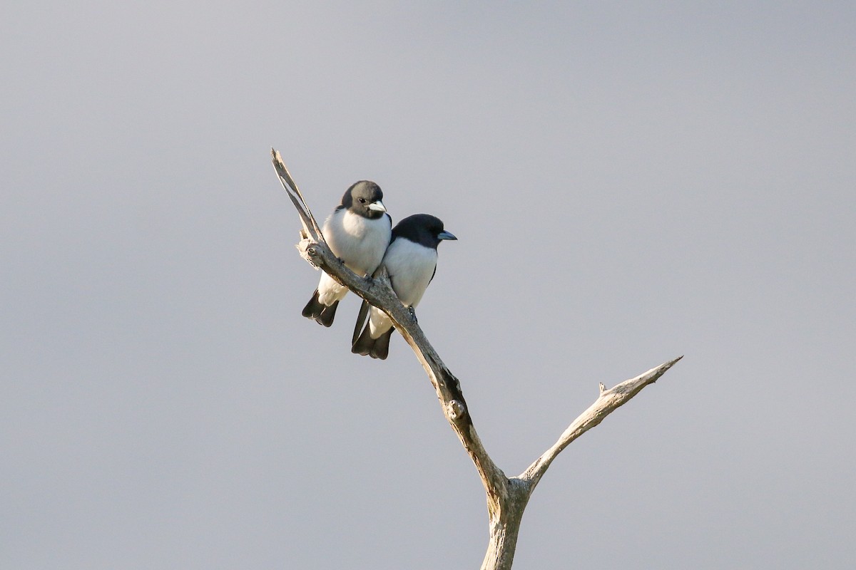 White-breasted Woodswallow - ML20129671